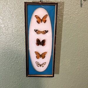 Vintage Taxidermy Framed Butterfly Art Decor
